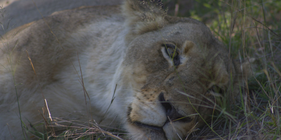 Lioness at Kruger National Park