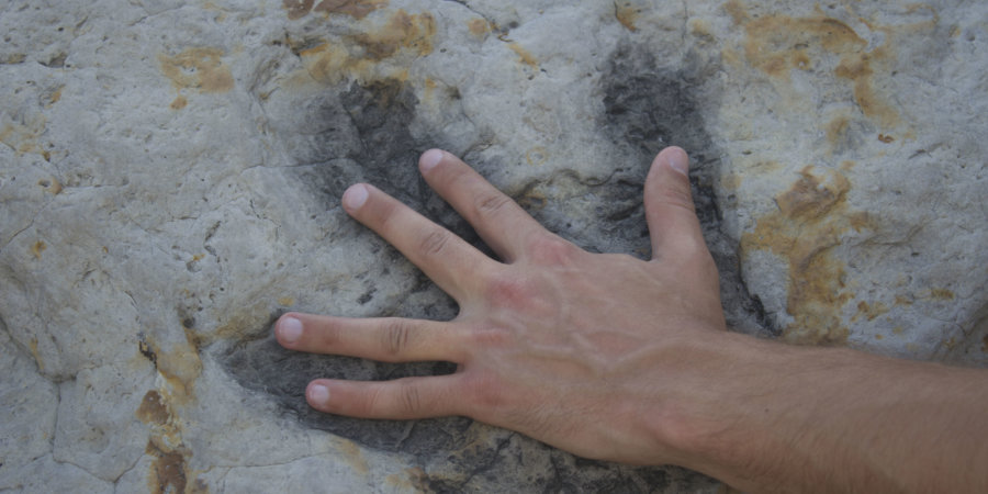 dinosaur footprint