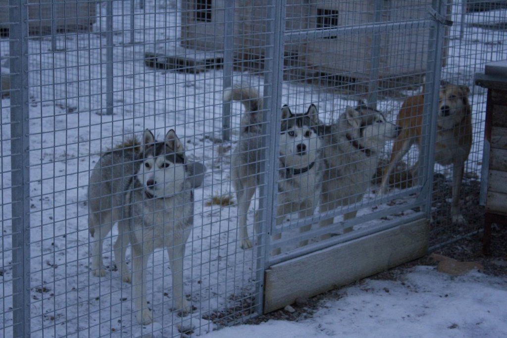 Huskies at Lappeasuando Lodge in Sweden