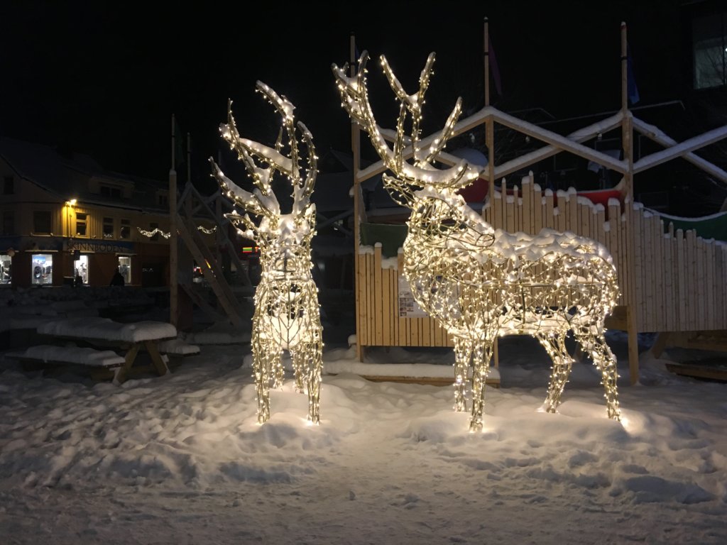 Cute reindeer downtown Tromsø