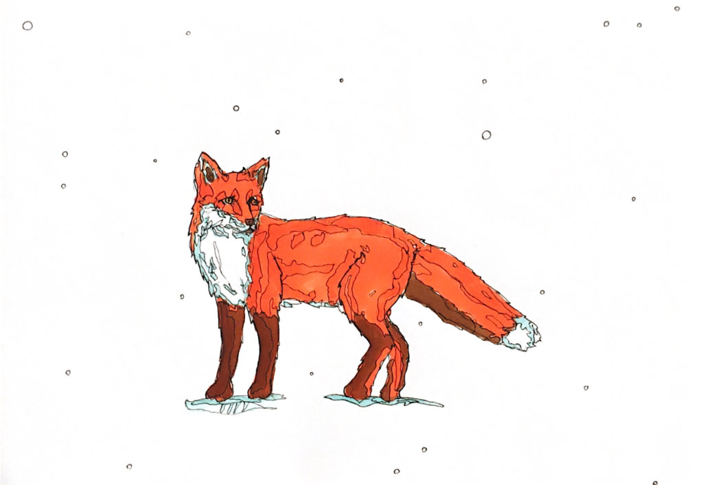 color drawing of a fox