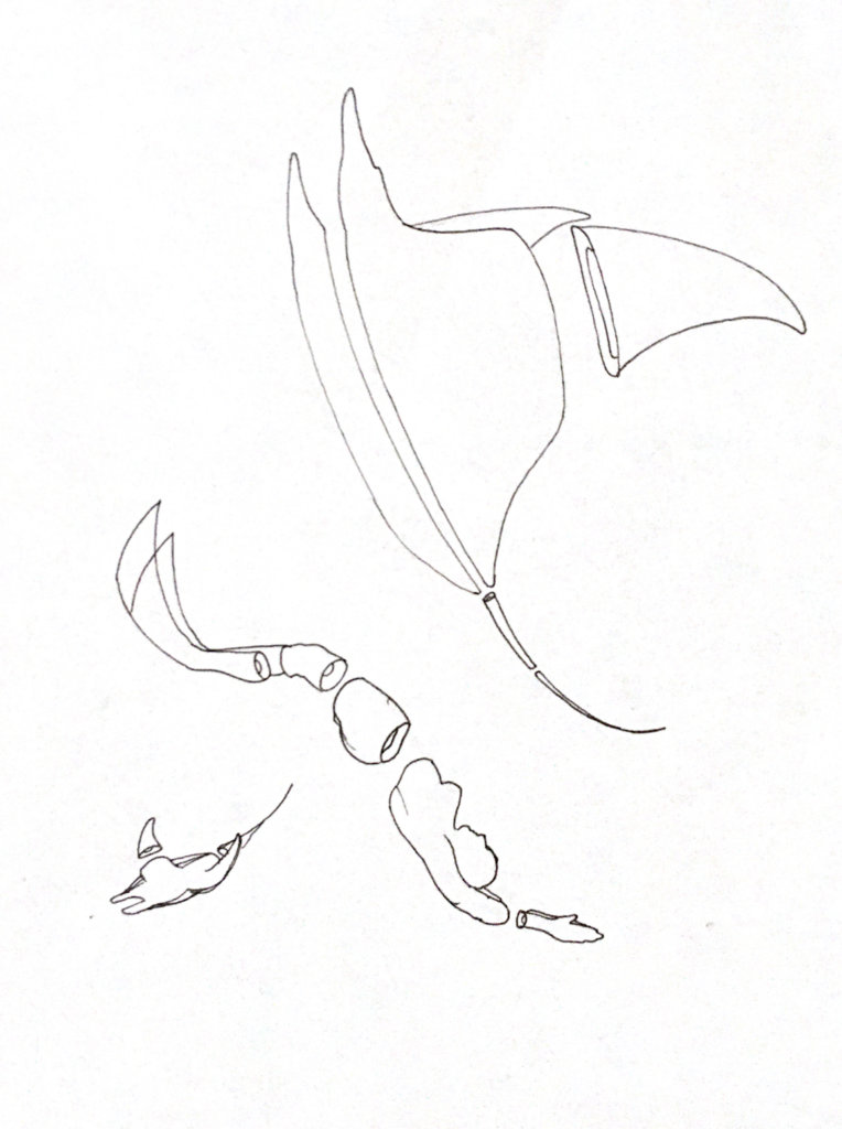 WIP drawing of a person free diving with two manta rays