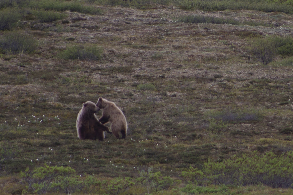 Grizzly mom and cub playing in Denali National Park