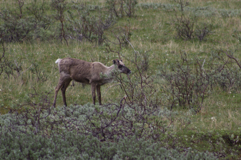 Caribou in Denali National Park