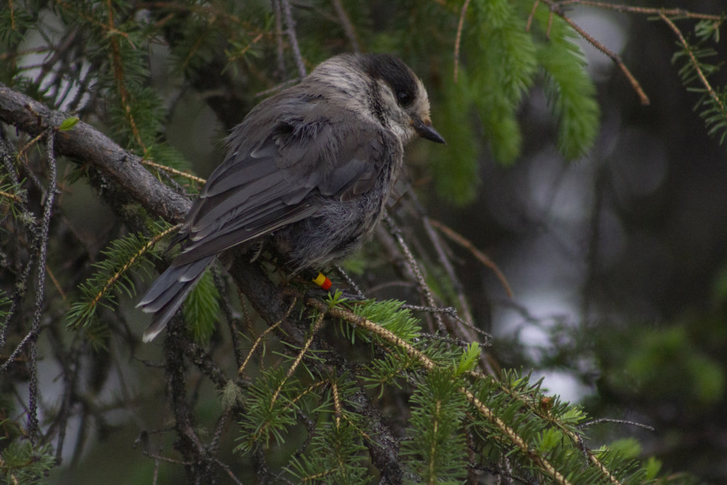 Bird on Horseshoe Trail in Denali National Park