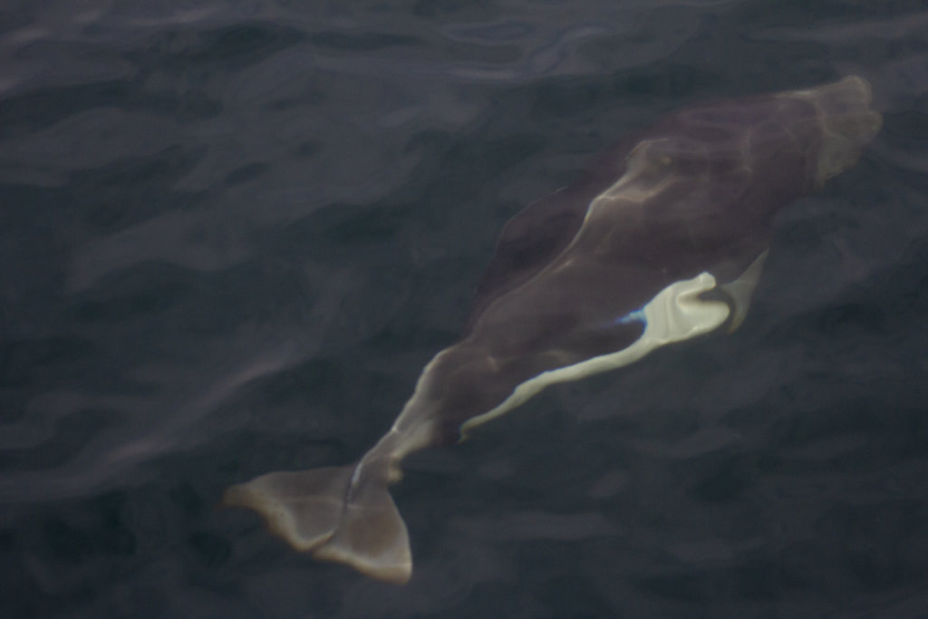 Dall porpoise outside of Seward, Alaska
