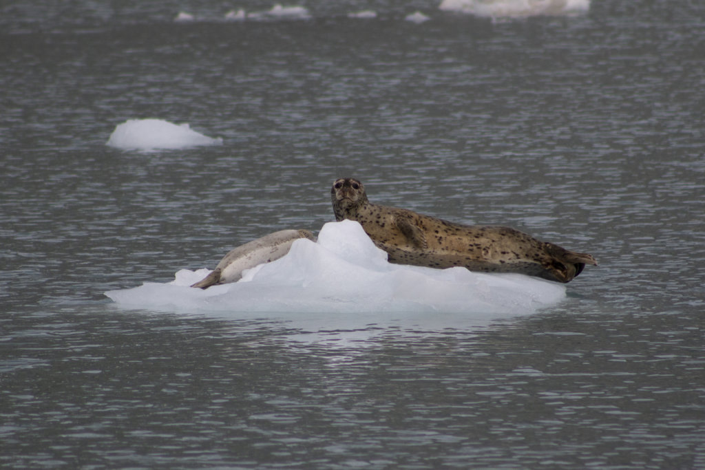 Seal on iceberg in Alaska
