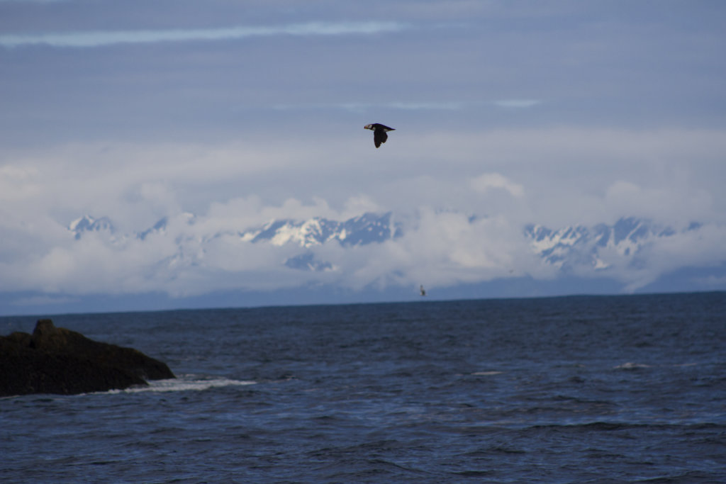 Puffin flying in Alaska