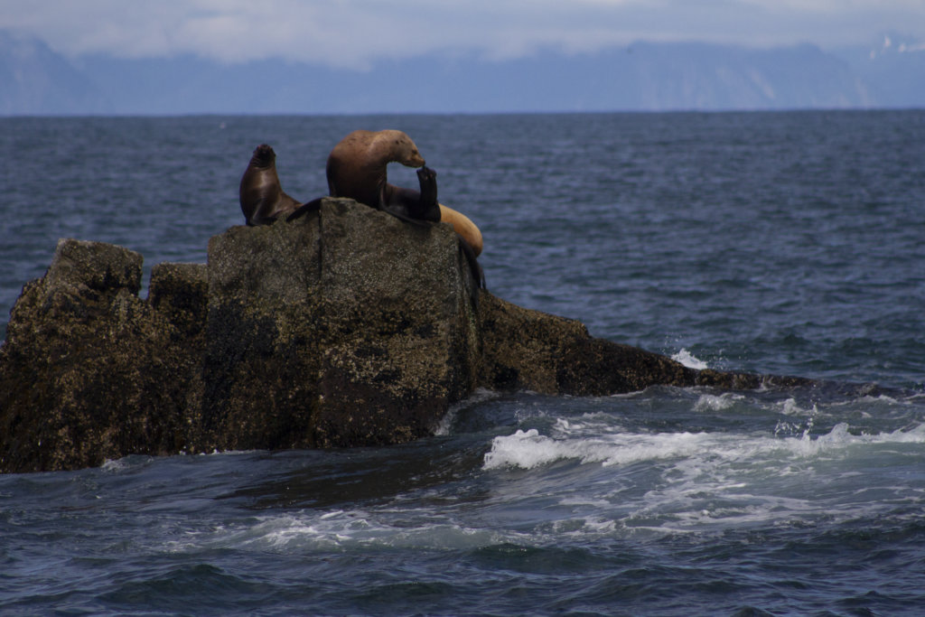 Sea lions in Alaska