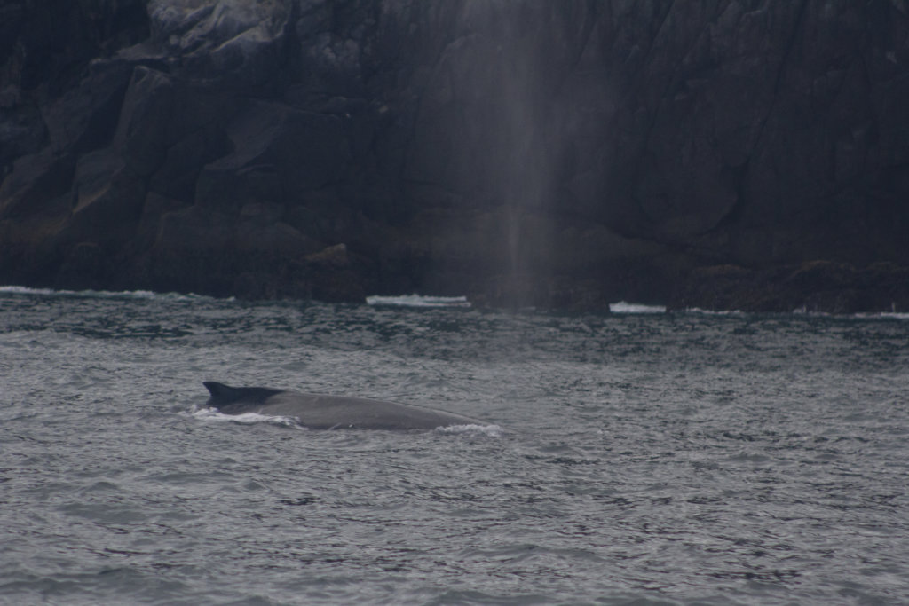 whale in Alaska