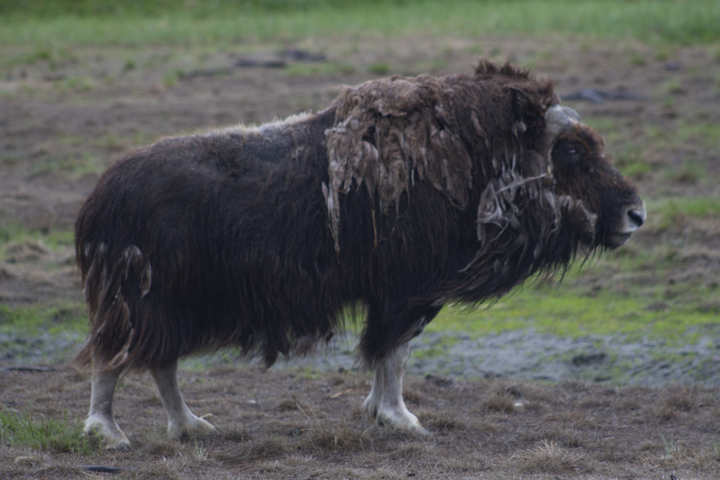 Musk Ox at Alaska Wildlife Conservation Center