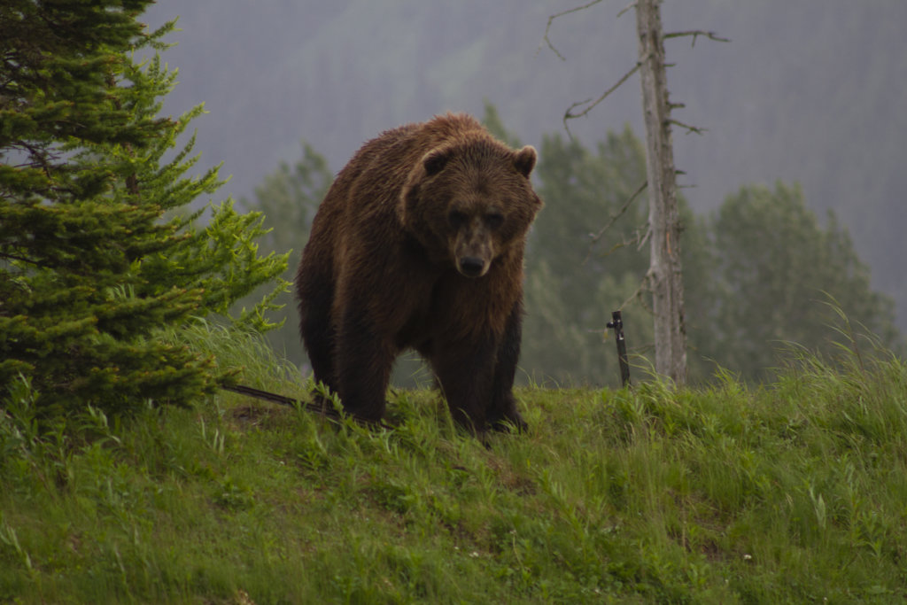 Brown bear at Alaska Wildlife Conservation Center