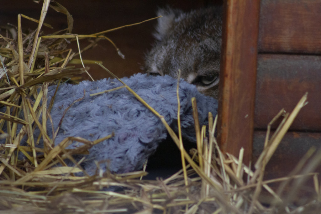 Lynx at Alaska Wildlife Conservation Center