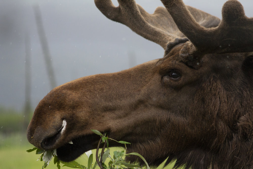 Bull moose at Alaska Wildlife Conservation Center
