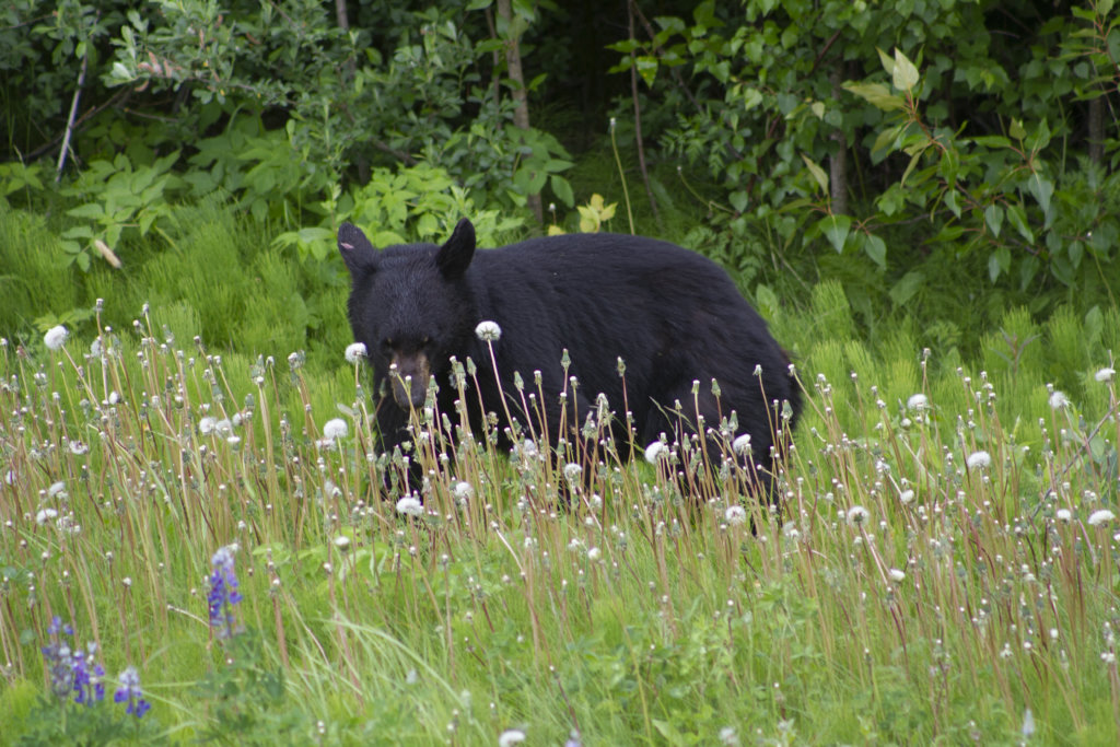 Black bear in Alaska