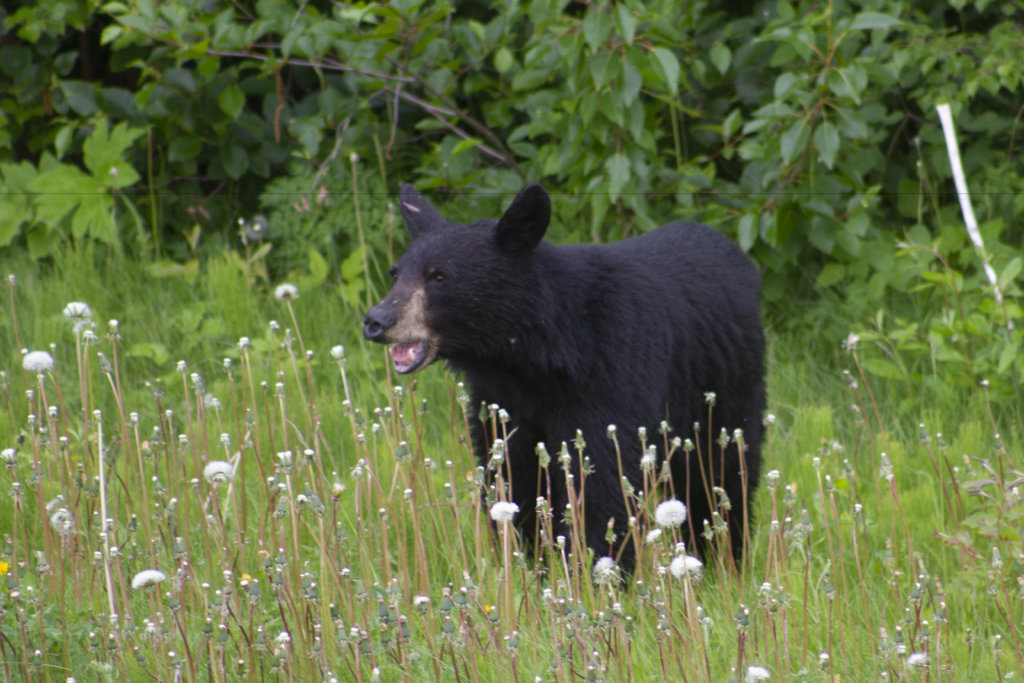 Black bear in Alaska