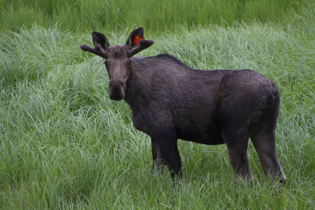 Bull moose in Alaska