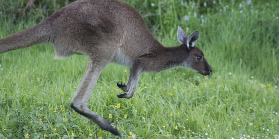 Kangaroo hopping
